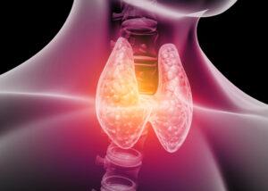 Human thyroid anatomy. 3d illustration